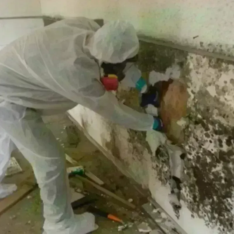 Mold Remediation and Removal in Hannibal, MO